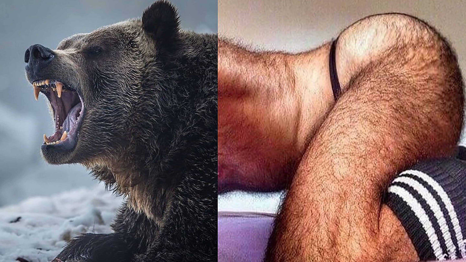 bearweek ptown growling bear man college
