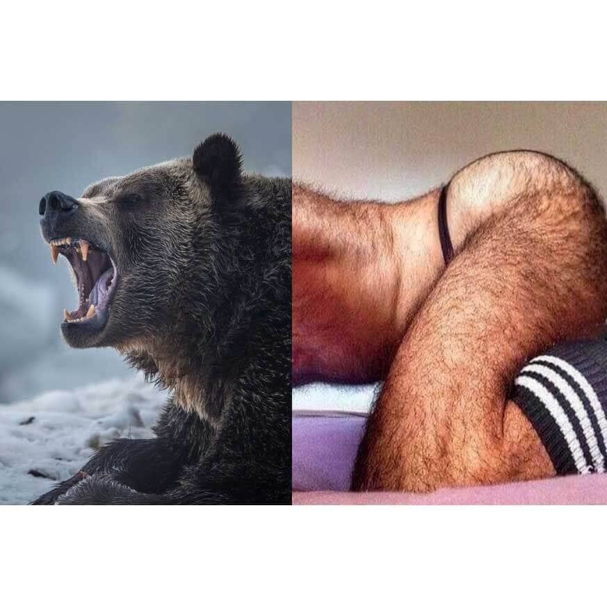 Naro Pinosa Growling Bear Postcard by Naro Pinosa