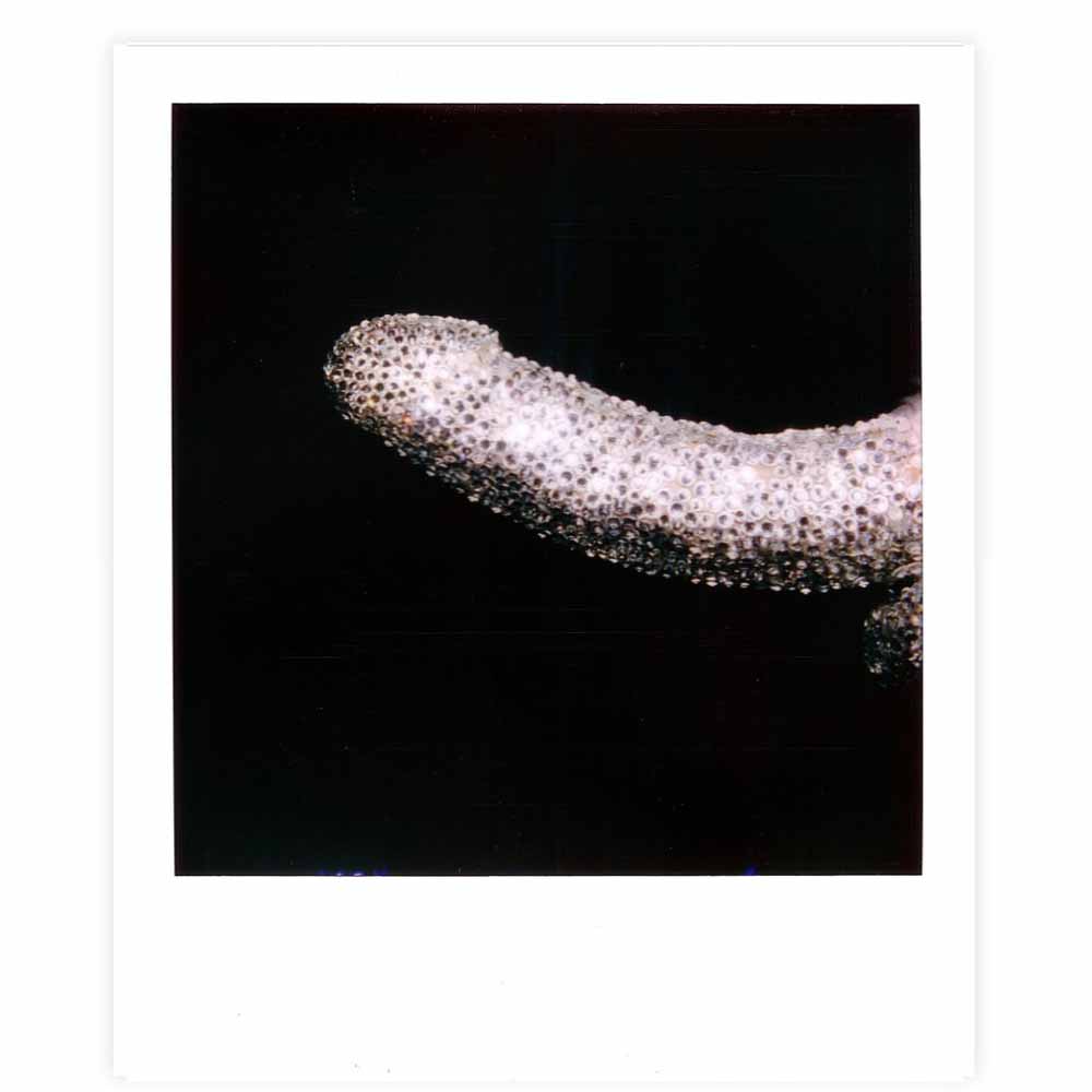 rhinestone covered penis photograph