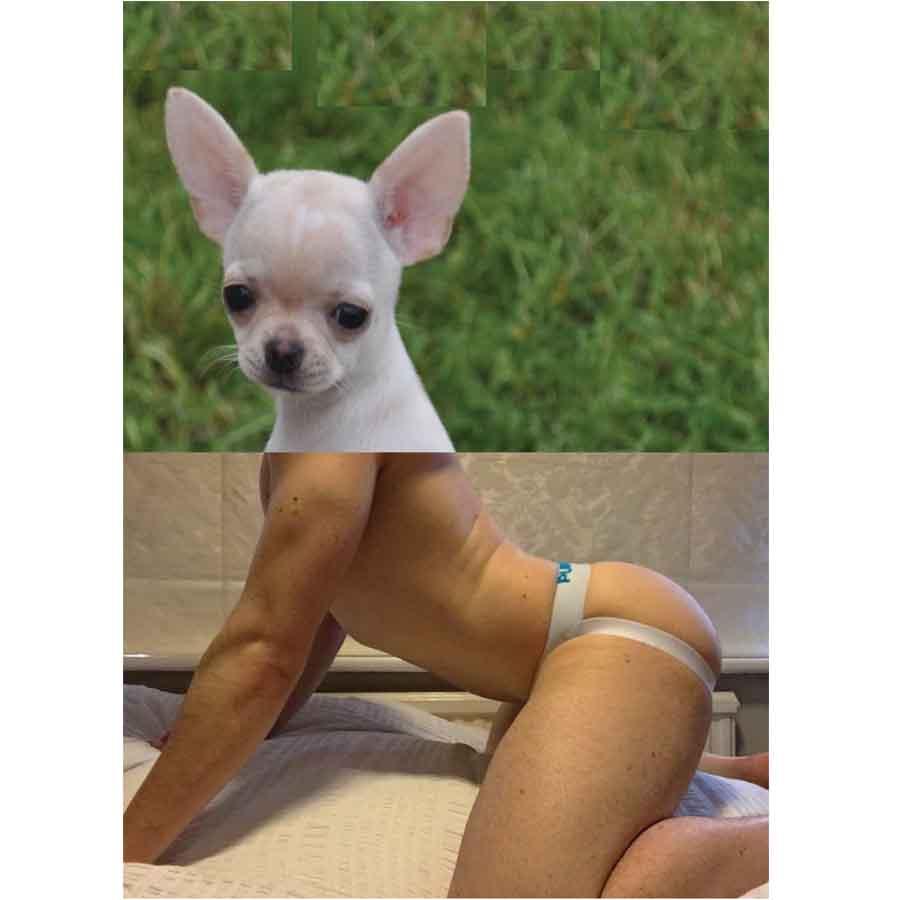 Naro Pinosa Chihuahua Jockstrap Butt Postcard