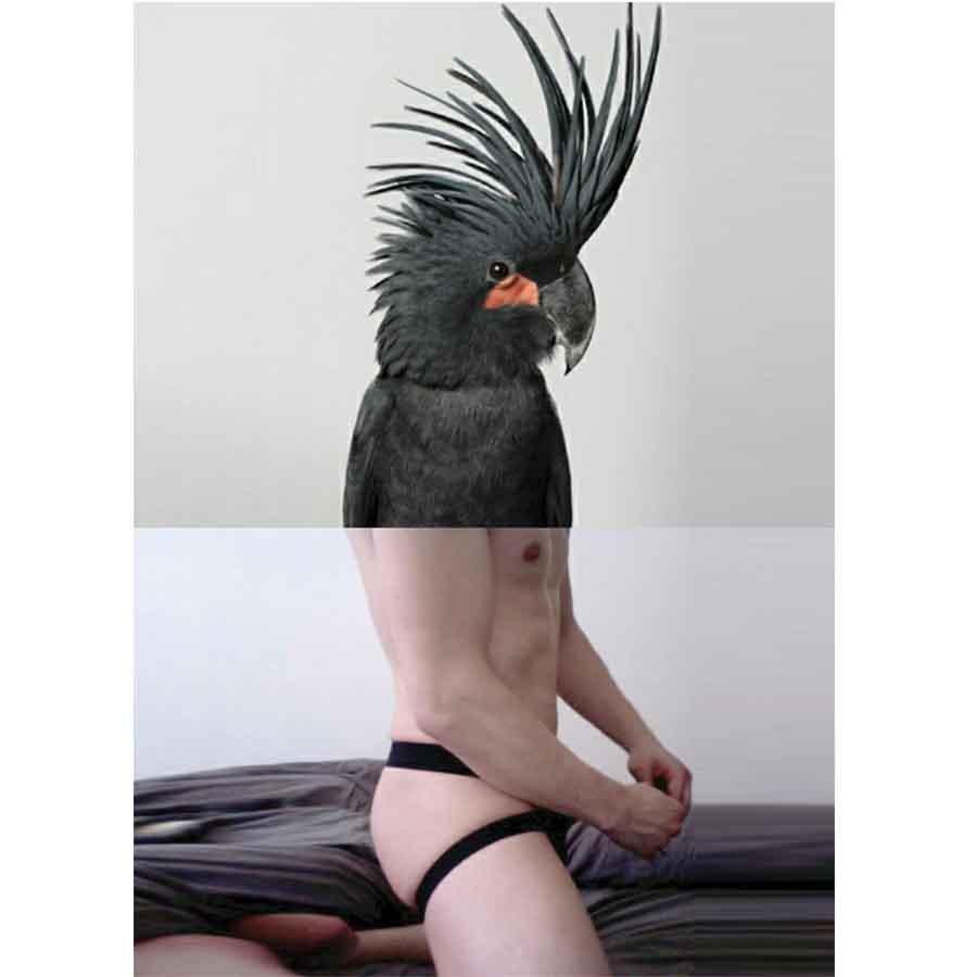 Naro Pinosa Parrot in Jockstrap Postcard by Naro Pinosa